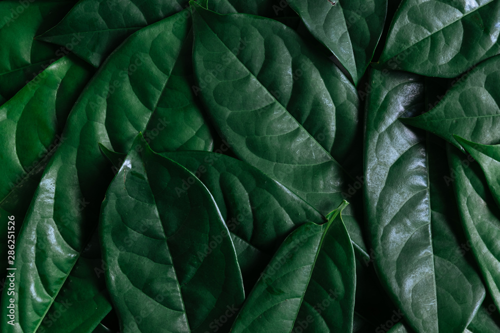 Green leaves background, Natural background and wallpaper,Flat lay. Green leaves background, Natural background and wallpaper,Flat lay.