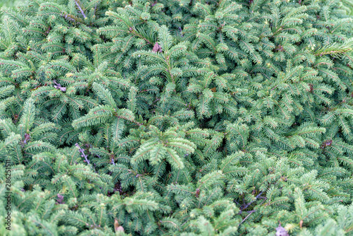 Beautiful green prickly fur-tree for Christmas and New Year. Background