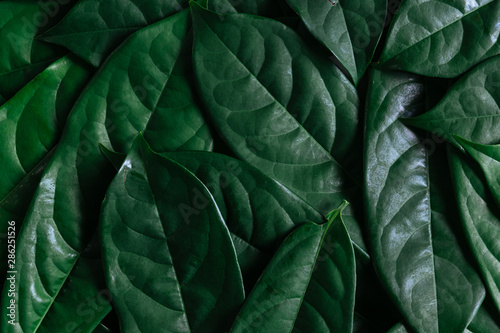 Green leaves background, Natural background and wallpaper,Flat lay.