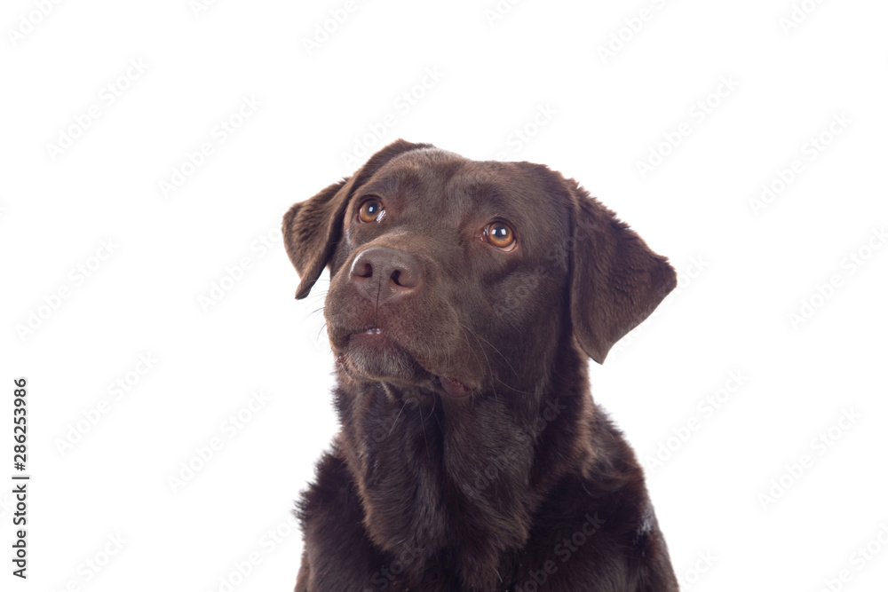 Beautiful Black Golden Retriever dog