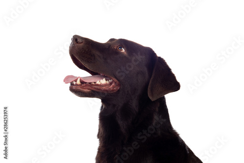 Beautiful Black Golden Retriever dog © Gelpi