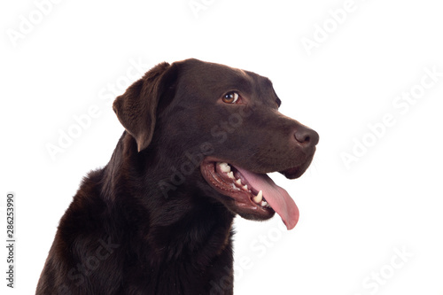 Fototapeta Naklejka Na Ścianę i Meble -  Beautiful Black Golden Retriever dog