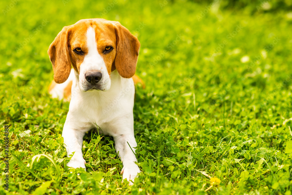 Beagle dog lying down on grass. Canine background. Copy space