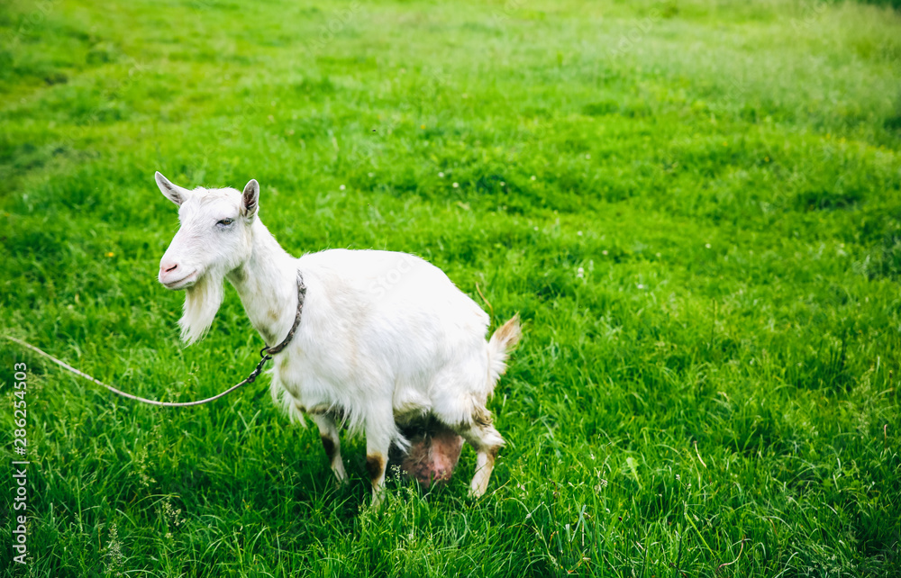 White goat on the grass. Domestic animals in the nature. White goat on the grass. Domestic animals in the nature.