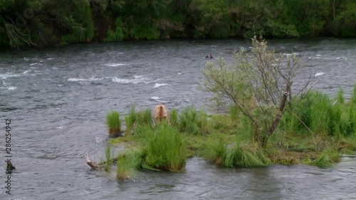 WS Brooks river zm into grizzly on small island