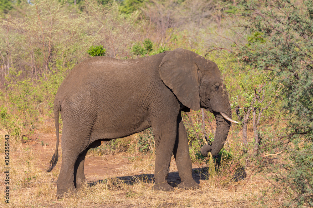 side view close-up african elephant (loxodonta africana) grazing