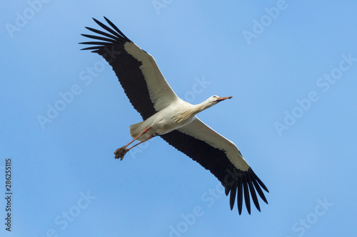 white stork (ciconia ciconia) with mud on feet flying