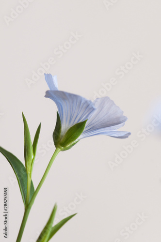 Fototapeta Naklejka Na Ścianę i Meble -  Flax (Linum usitatissimum) flowers