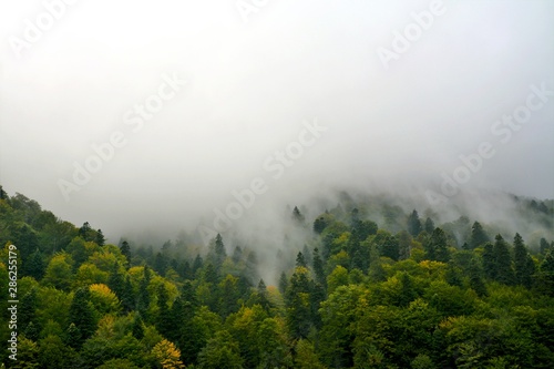 clouds over the forest