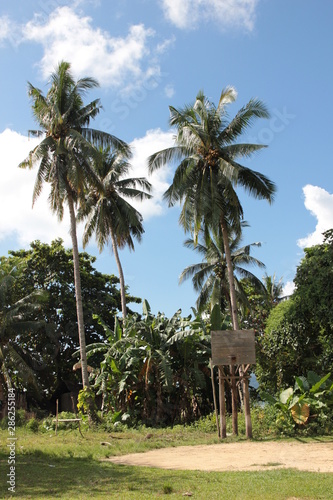 giardino con palme
