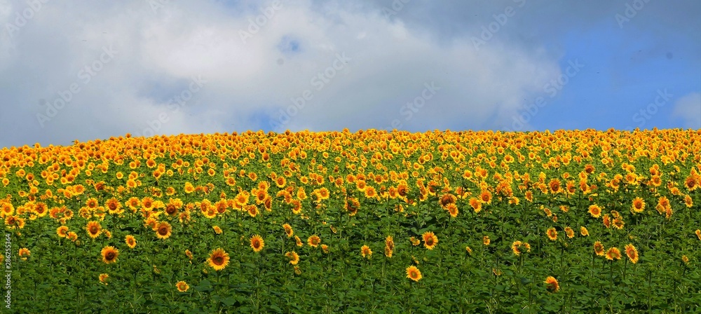 Obraz premium a field of sunflowers