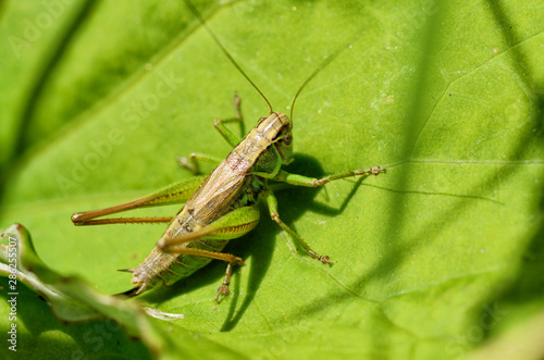 grasshopper sits in the grass.