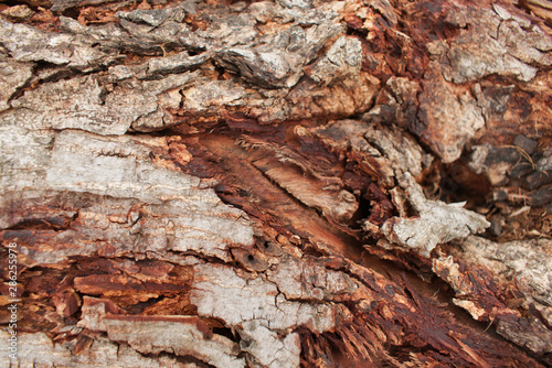 Brown tree bark texture