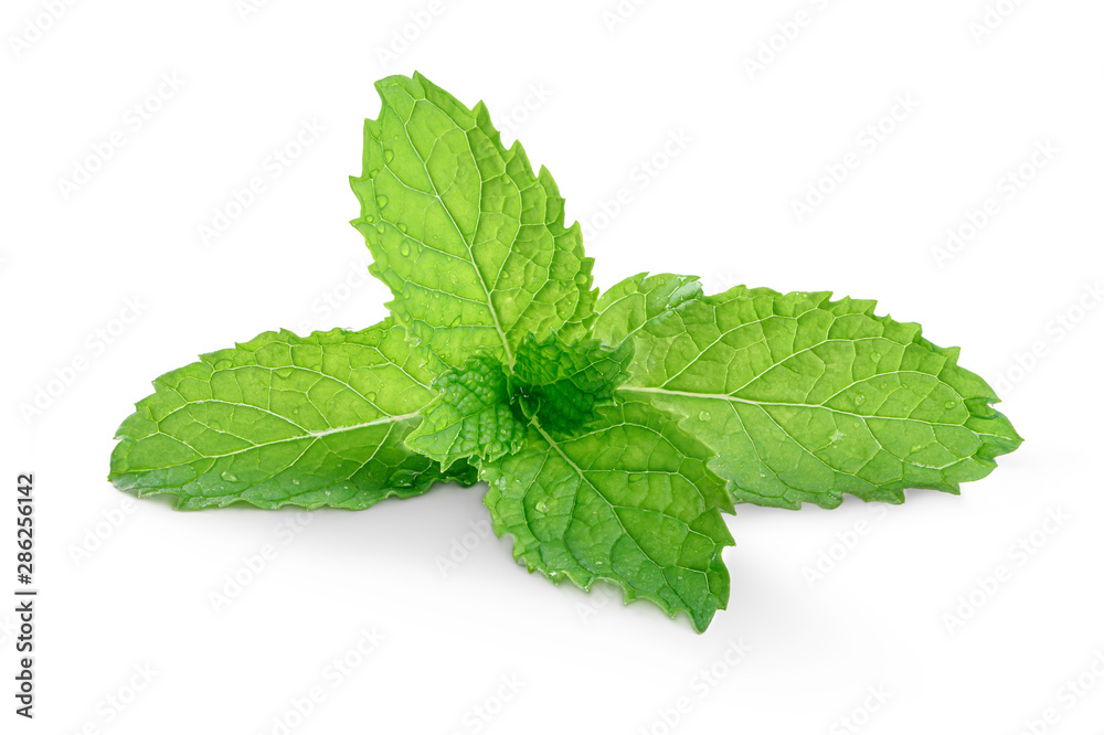 Fresh mint leaves isolated on white background Fresh mint leaves isolated on white background