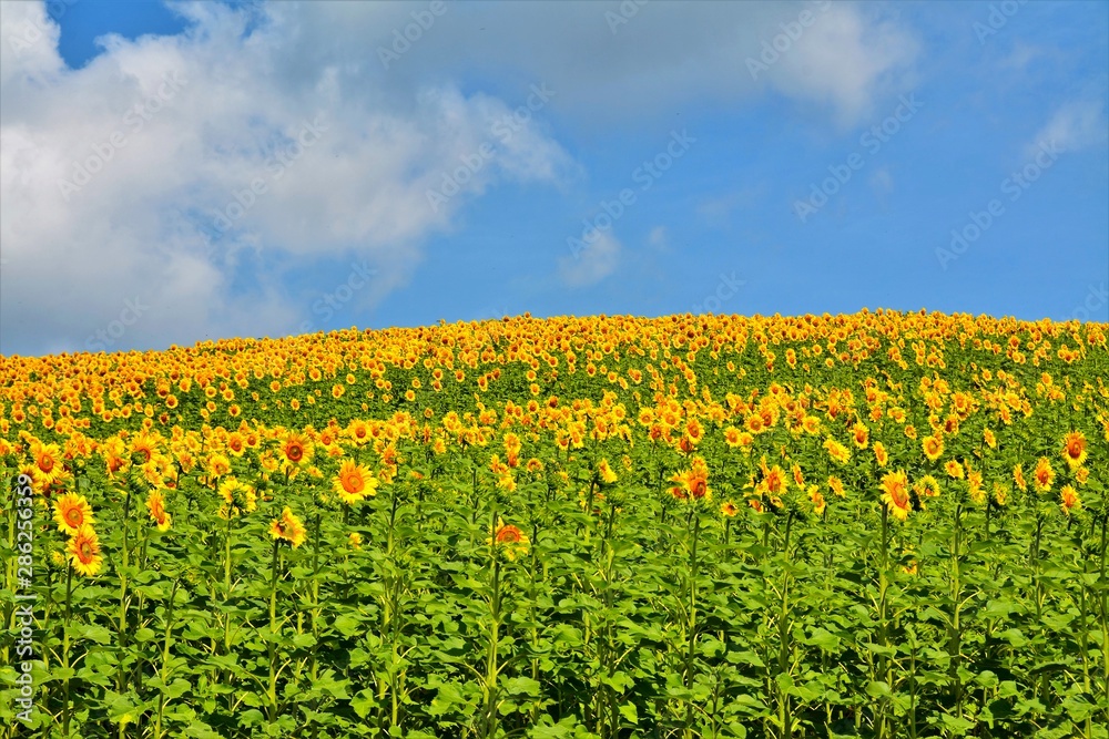 a field of sunflowers