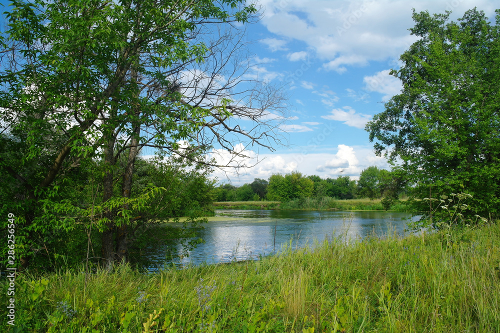 Summer lake near the forest with trees.