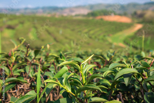 Green tea garden in thailand