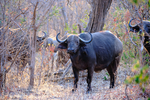 Buffaloes in Mana Pools National Park, Zimbabwe © Stefano