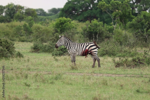Φωτογραφία Injured zebra, Masai Mara National Park, Kenya.