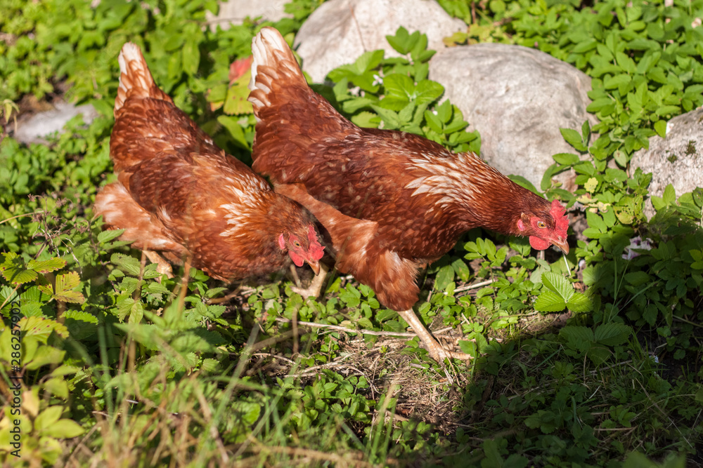 Brown the chicken grazed on grass and eat the delicious juicy grass which would then carry organic eggs Brown the chicken grazed on grass and eat the delicious juicy grass which would then carry organic eggs