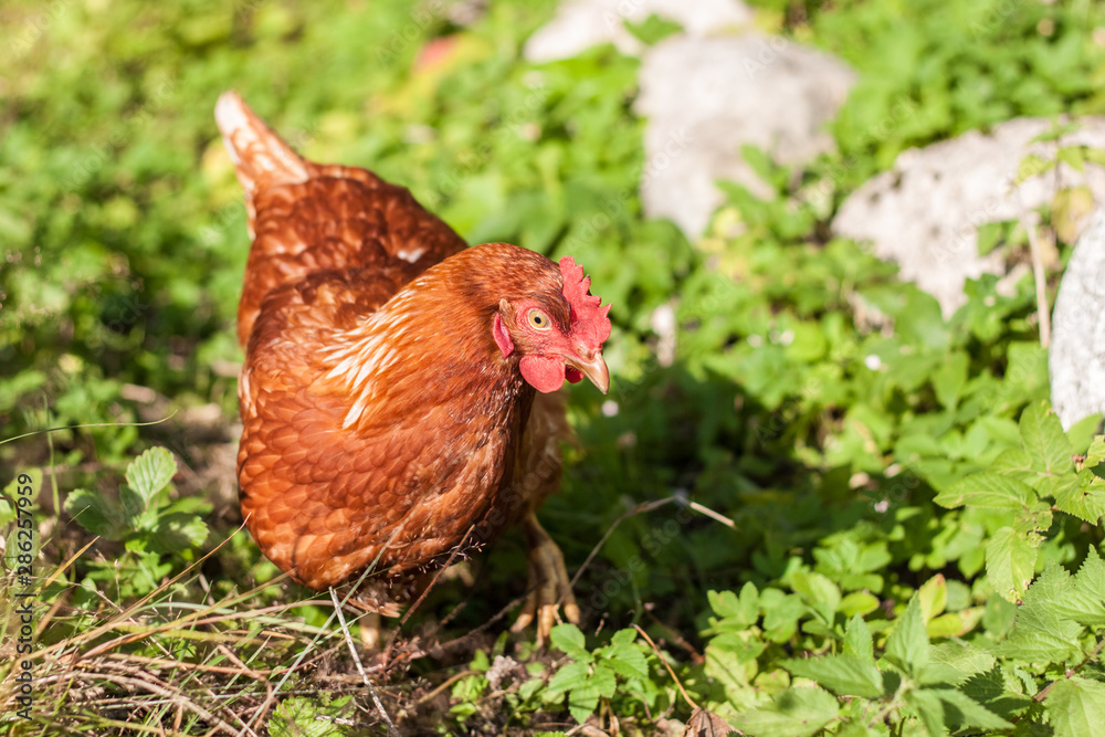 custom made wallpaper toronto digitalBrown the chicken grazed on grass and eat the delicious juicy grass which would then carry organic eggs