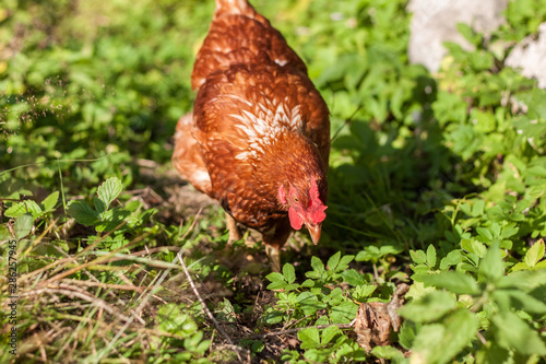 Brown the chicken grazed on grass and eat the delicious juicy grass which would then carry organic eggs