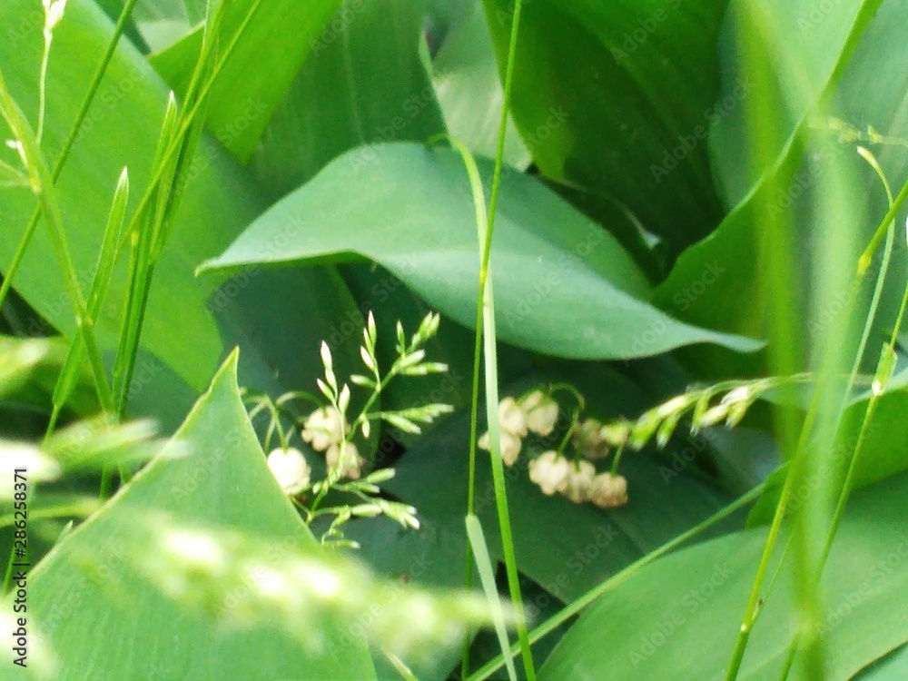 Obraz premium caterpillar on a leaf