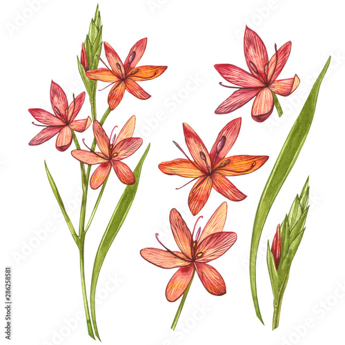 Kafir Lilies flowers. Collection of hand drawn flowers and plants. Botany. Set. Vintage flowers. Watercolor set of flowers and leaves, hand drawn floral illustration isolated on a white background