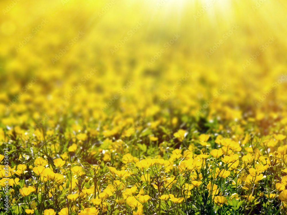 Fototapeta premium Buttercup flower field in sunlight, selective focus in front