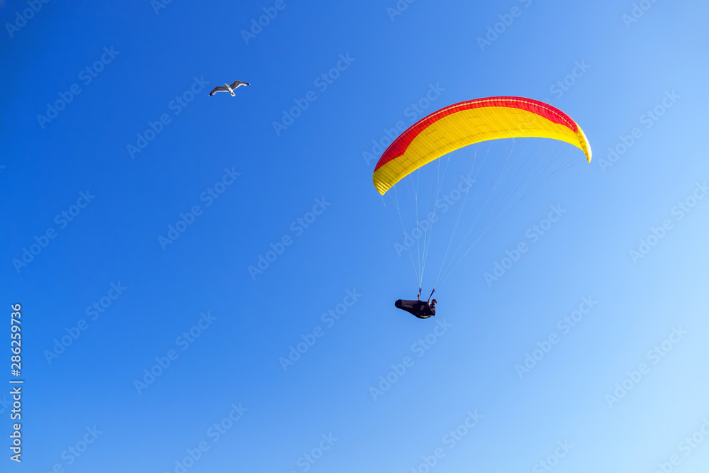 Paraglider and bird on the background of blue sky, freedom concept. Paraglider and bird on the background of blue sky, freedom concept.
