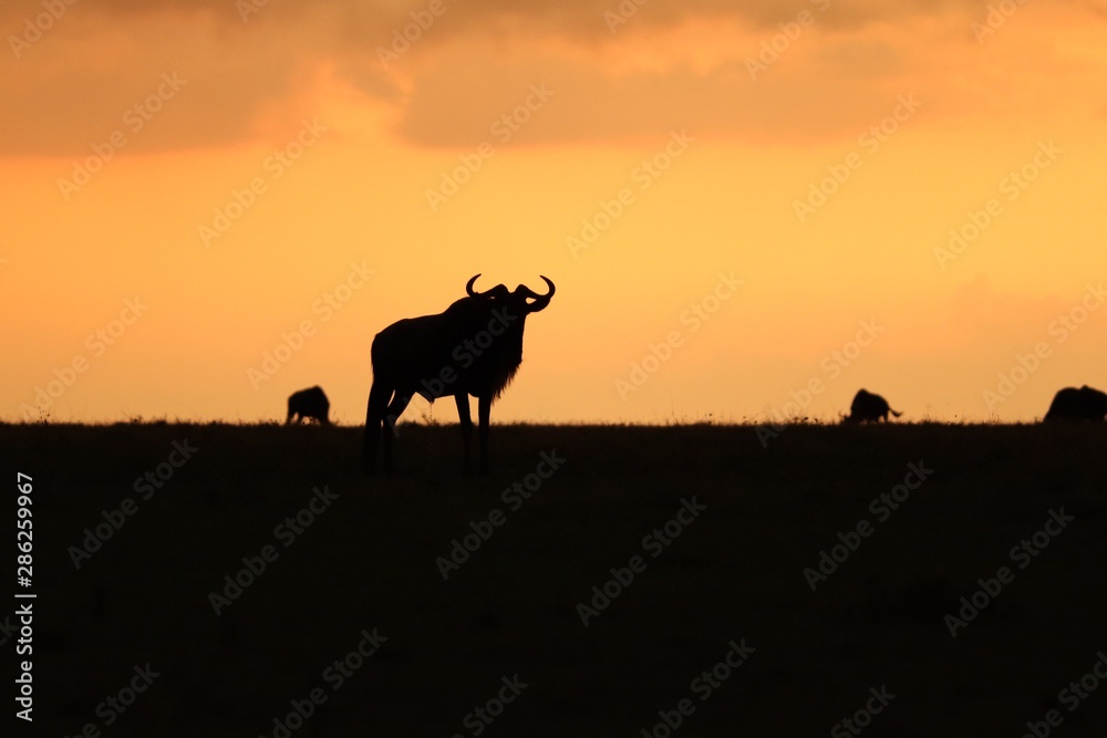 Wildebeest in the evening light, Masai Mara National Park, Kenya. Wildebeest in the evening light, Masai Mara National Park, Kenya.
