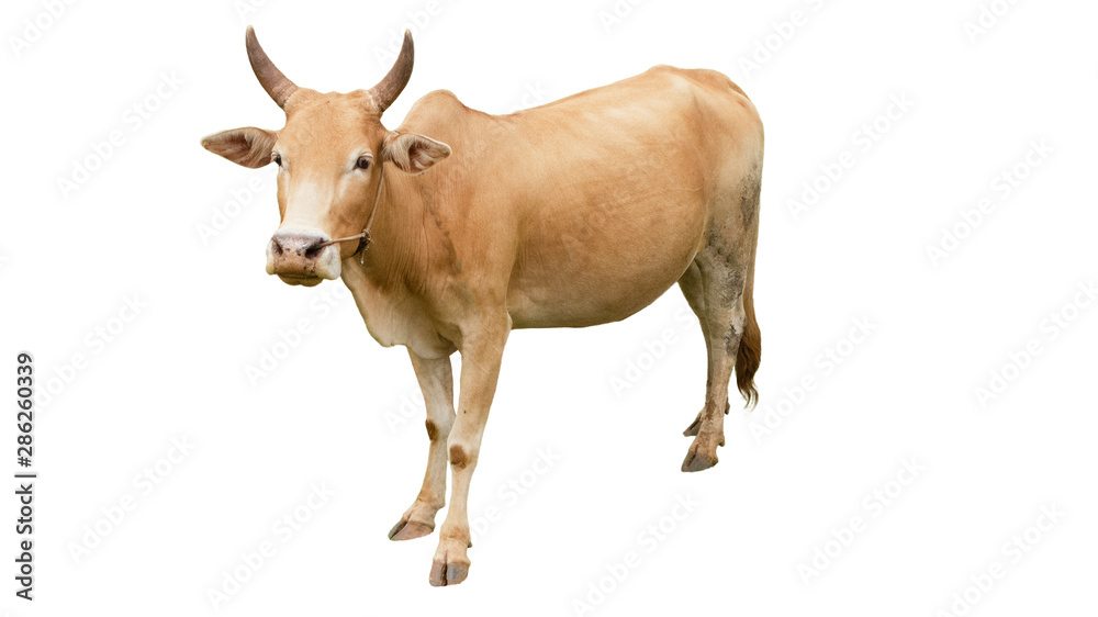 Thai cow isolated if on a white background Thai cow isolated if on a white background