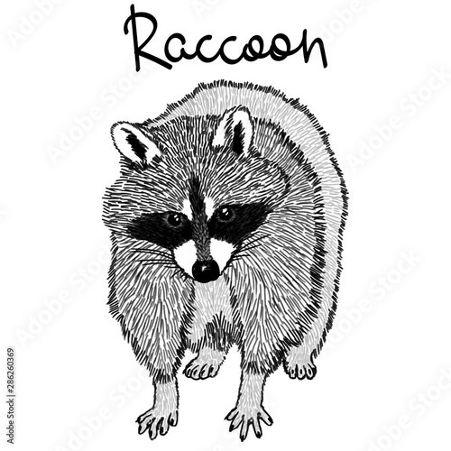 Raccoon - realistic graphic vector illustration. Black and white portrait in style of engraving, isolated on a white background, design element for logo or template. Cute animal of North America.