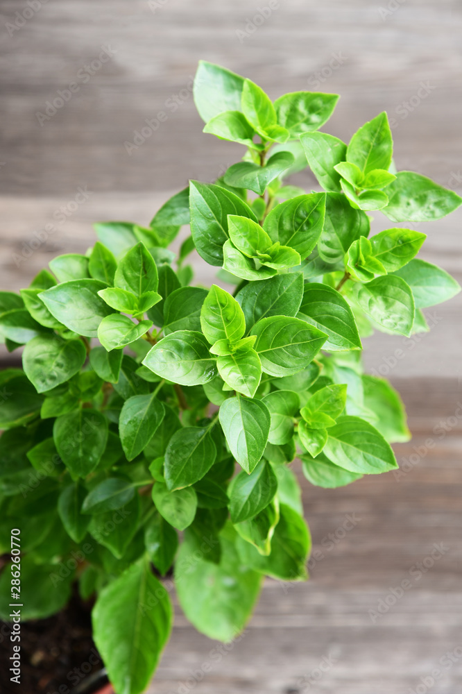 Thai basil (Thai name is horapha) Thai basil (Thai name is horapha)