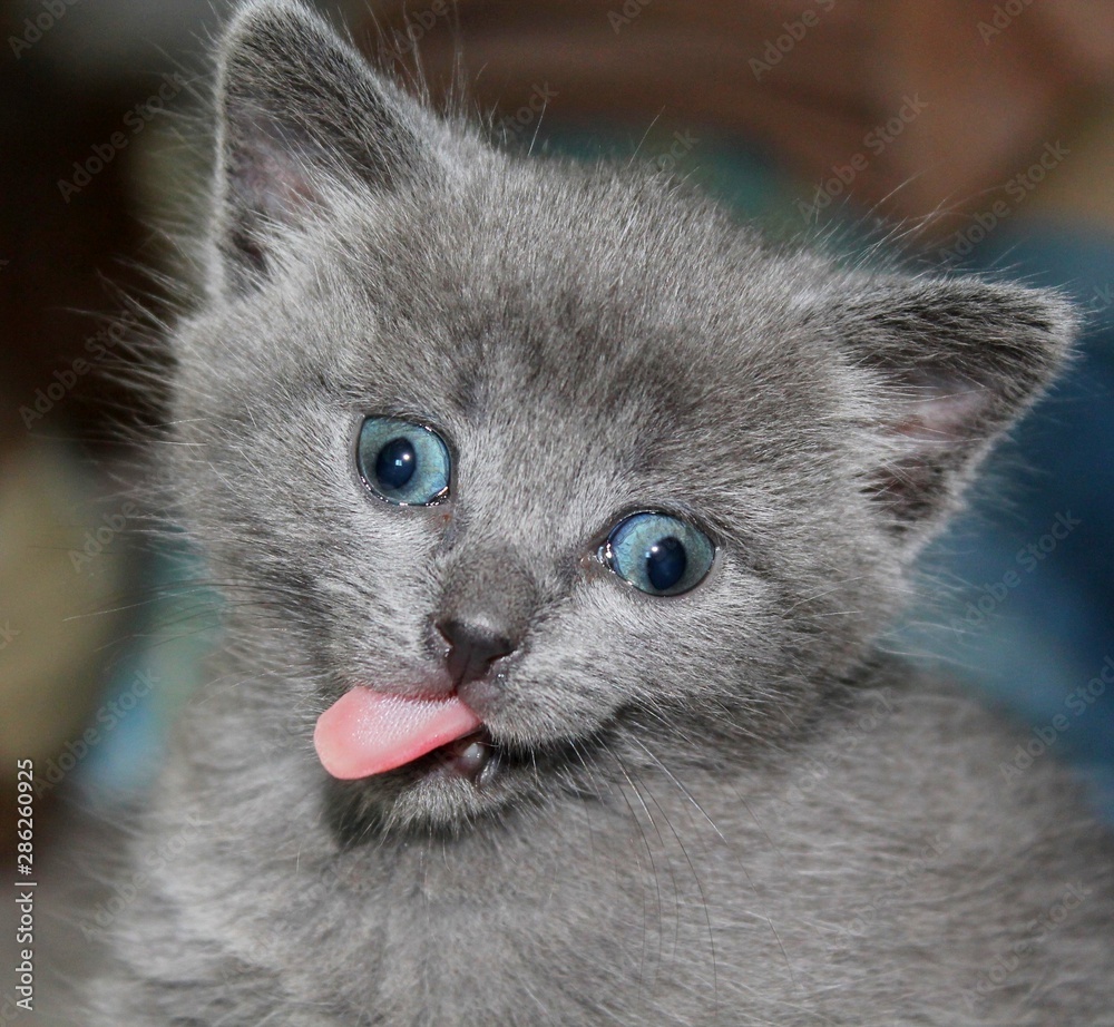 Portrait british kitten crazy cat lick with tongue. Cute blue kitten  british crazy cat funny squinting