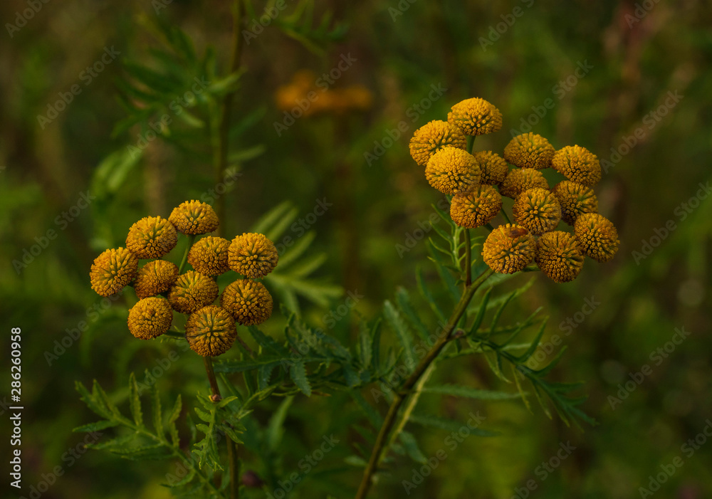 Tansy flowers on a dark background in the late evening Tansy flowers on a dark background in the late evening