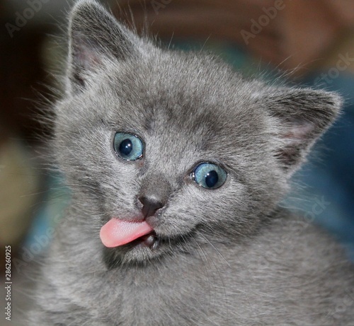 Portrait british kitten crazy cat lick with tongue. Cute blue kitten british crazy cat funny squinting eyes. Crazy small fur cat or kitten make smile face. Little silly abnormal kitty joke humor comic