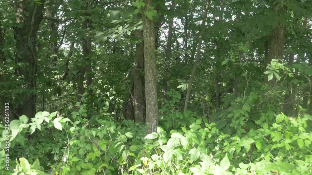 slider shot of midwestern woods slider shot of midwestern woods