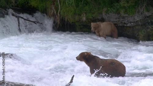 CU 2 young bears in brooks river