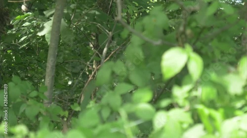 Wallpaper Mural slider shot of woods in iowa Torontodigital.ca