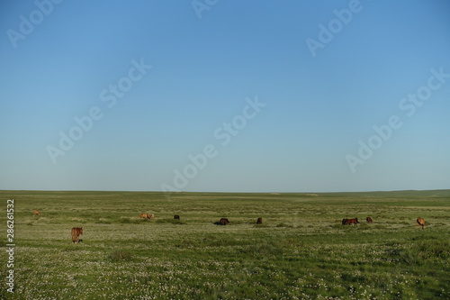 Chevaux dans la steppe mongole