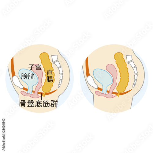 骨盤底筋群