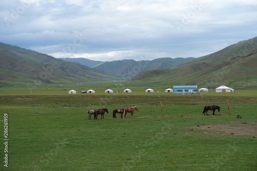 Chevaux et yourtes dans la vallée d'Orkhon, Mongolie