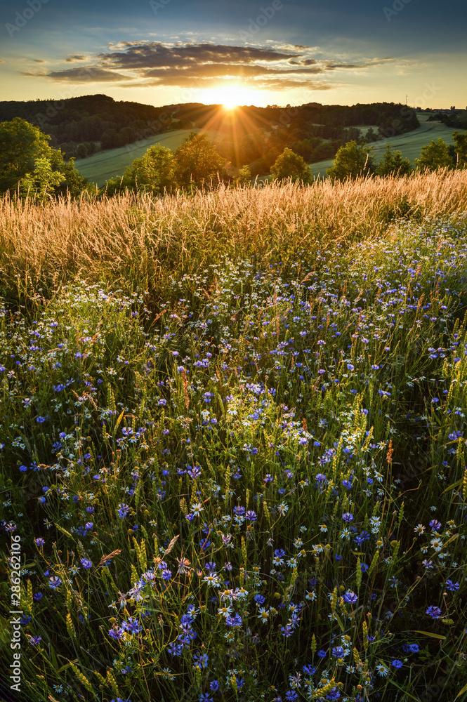Summer wild flowers at Lower Silesia/Poland
