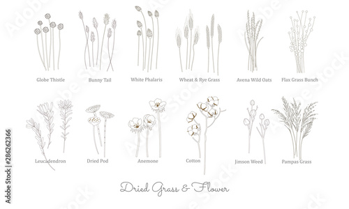 SET OF WILD GRASS, GRAIN, CEREAL AND DRIED FLOWER ILLUSTRATION. VECTOR LINE ART STYLE. GRASS COLLECTION FOR BOHEMIAN WEDDING AND DECORATION photo