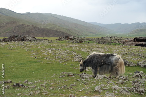 Buffle dans la steppe mongole