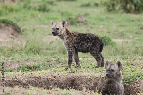 Spotted hyena cubs wandering by the den, Masai Mara National Park, Kenya.
