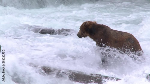 CU large grizzly bear at Brooks falls, zm out to reveal second grizzly