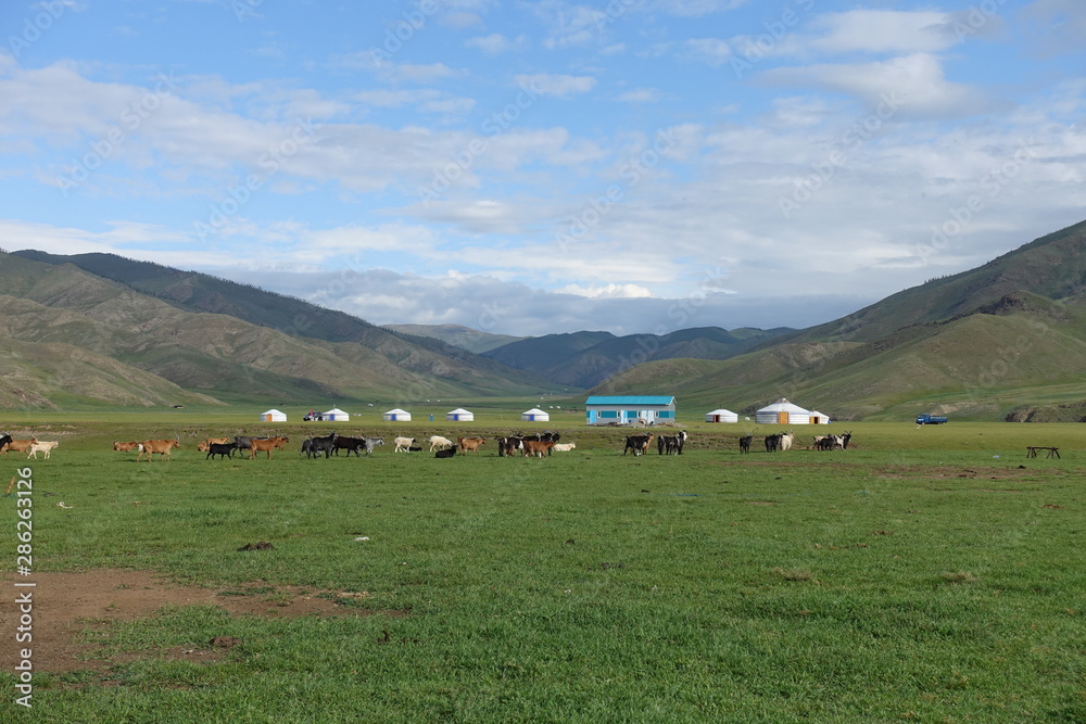 Chevaux et yourtes dans la steppe mongole Chevaux et yourtes dans la steppe mongole