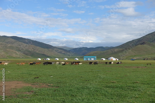 Chevaux et yourtes dans la steppe mongole